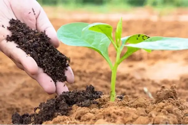 Công nghệ chuyển đổi đất thường thành đất hữu cơ